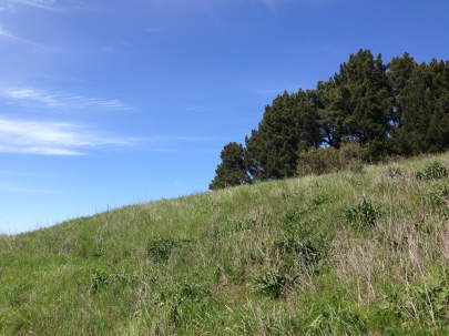 grassy hill, sunny day